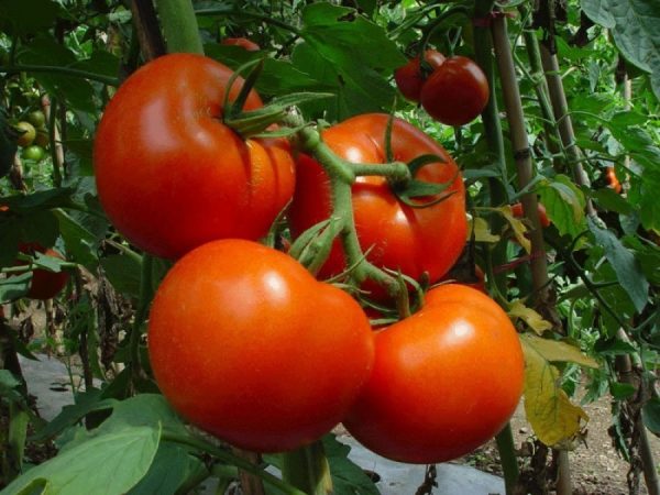 narodnye-sredstva-dlya-povysheniya-urozhaya-pomidorov-v-teplice