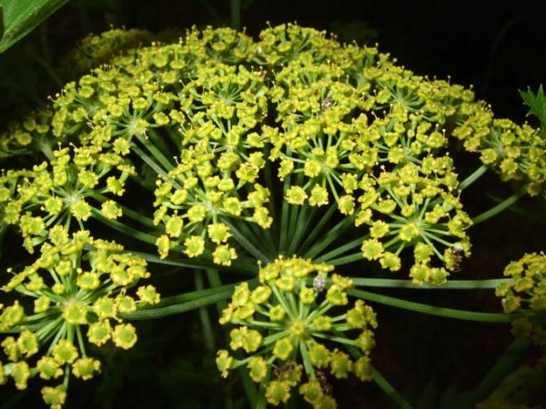 parsnip-flower