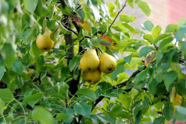 pear-tree-big
