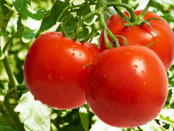 pomidor_5-696x522