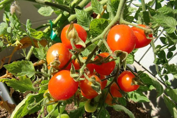 pomidori_teplica