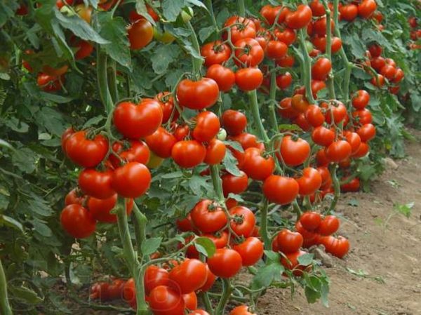 pomidory-v-teplice-kogda-peresazhivat-v-podmoskove-v-2016-godu1