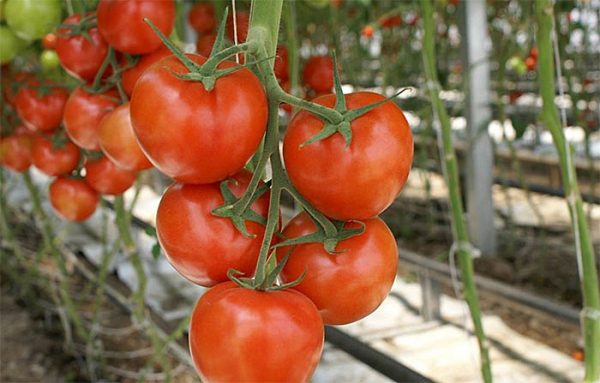 tomat-v-teplitse