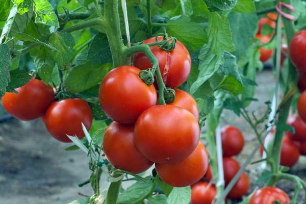tomato-for-harvest-big