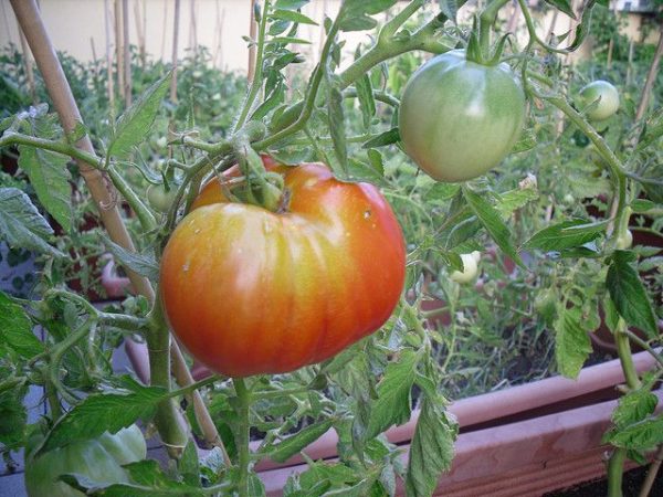tomaty-v-teplitse