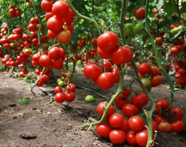 urozhaj-pomidorov-1