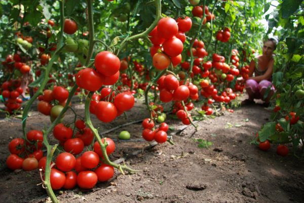 vyrashhivanie-tomatov