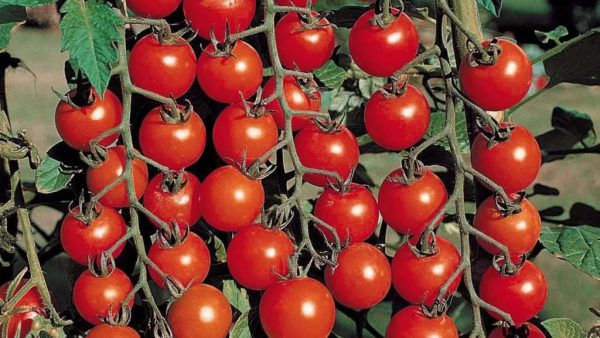 zdorovye-plody-tomatov-bez-priznakov-fitoftoroza
