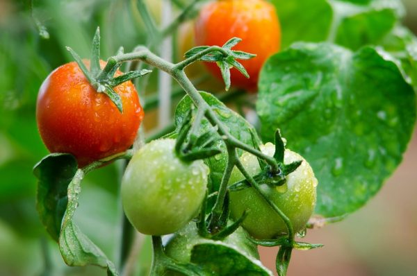 zdorovye-pomidory-1