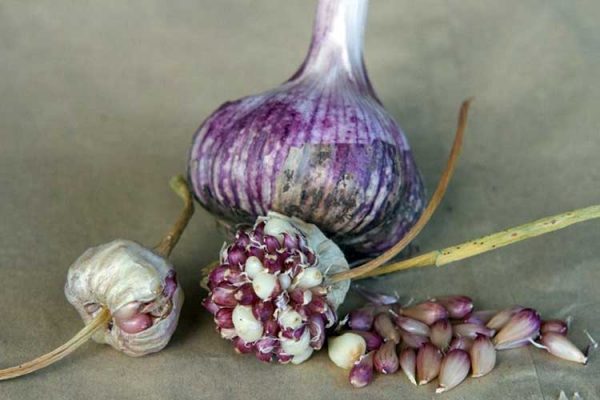 Garlic_Bulbils-big