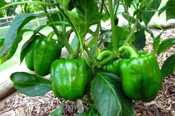 bell-peppers-big