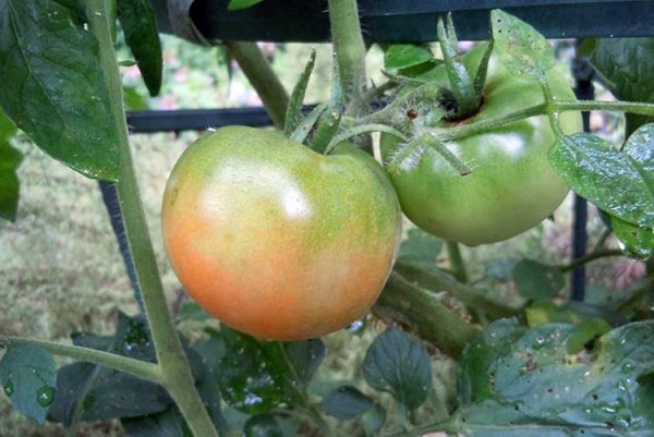 ripen-green-tomatoes-2