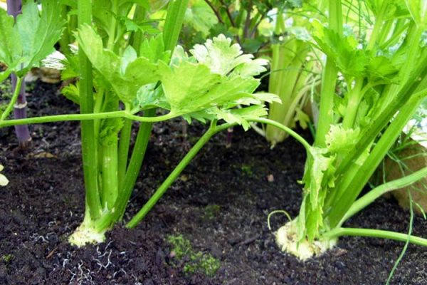 celery-plant-big