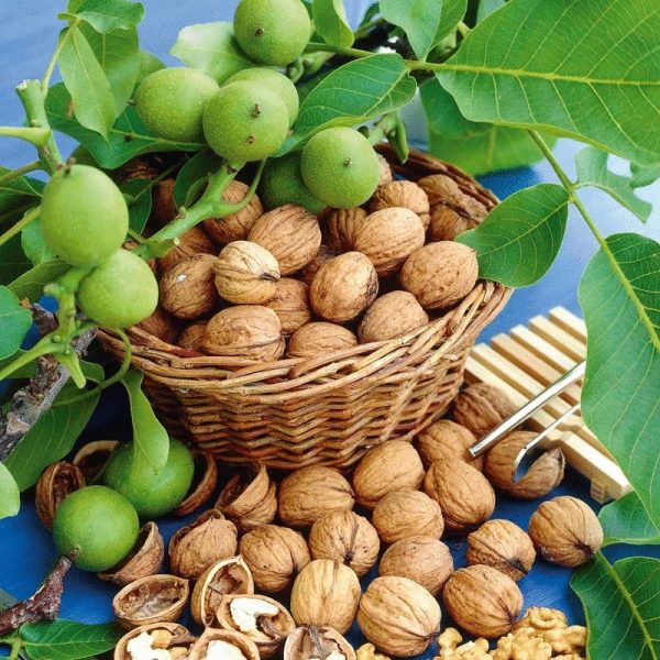 content_the_healing_power_of_walnut_recipes_of_traditional_medicine