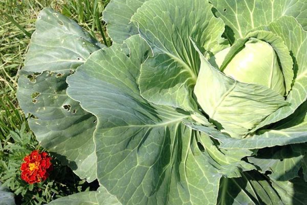 cabbage-and-marigold-big