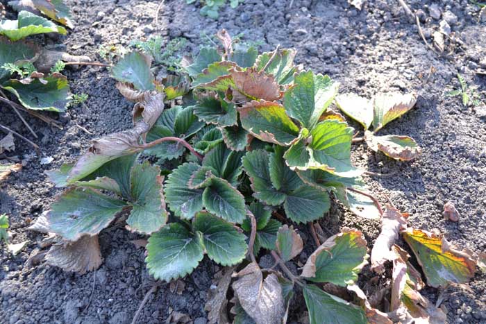 Клубника после заморозков весной что делать. Защита клубники от заморозков весной. Клубника после заморозков весной что делать. Клубника заморозки. Клубника растения вымерзлв.