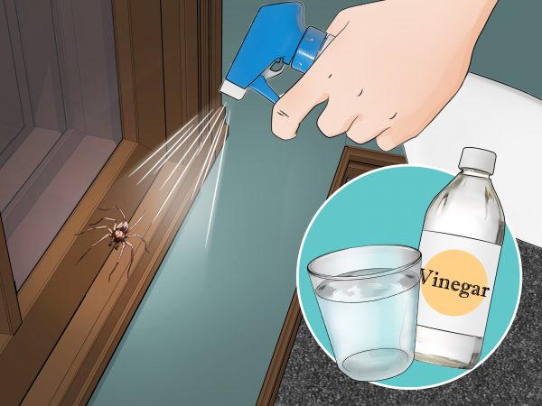 Get-Rid-of-Spiders-in-the-House-Step-11-Version-3