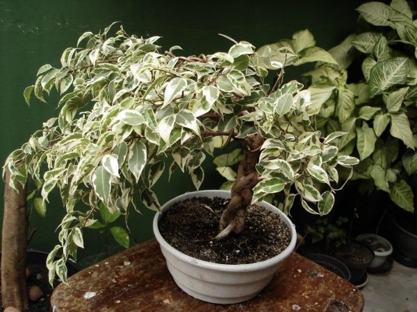 Ficus-benjamina-botanichka-02
