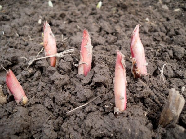 Как подкармливать пионы: внесение удобрений весной, чтобы цвели пышно
