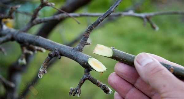Весенняя обрезка и прививка: особенности плодовых деревьев. Опыт и советы садовода любителя