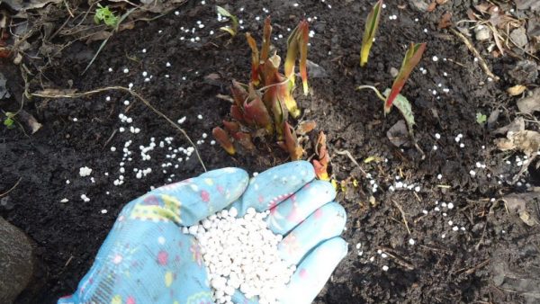 Как подкармливать пионы: внесение удобрений весной, чтобы цвели пышно