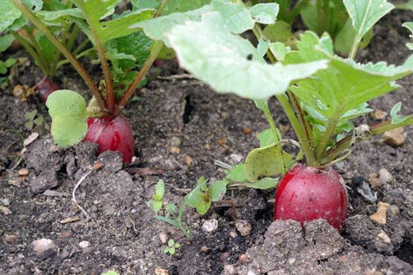radishes-greenhouse