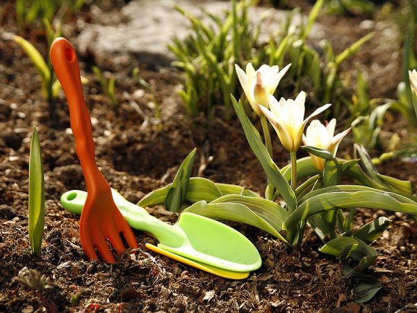 Как нужно правильно провести генеральную уборку на садовом участке весной?