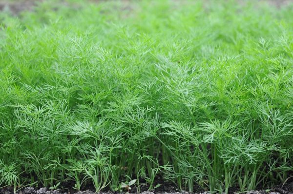 Особенности и разновидности сортов укропа кустового. Как выращивать свежую зелень с мая по октябрь?
