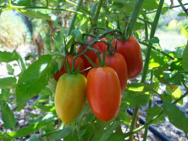 tomat chelnok