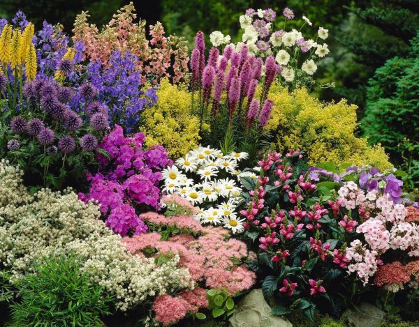 Создаем роскошную клумбу из многолетних растений. Как выбрать цветы для смешанной посадки в цветочной клумбе