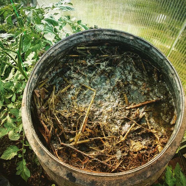 Как приготовить травяную закваску для подкормки растений? Правильный рецепт