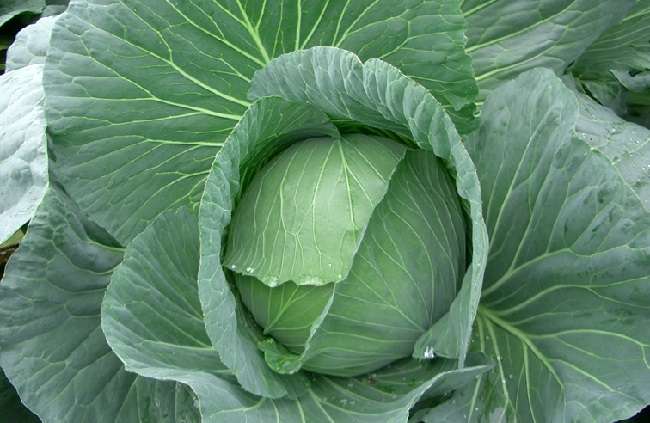 how-to-grow-cabbage