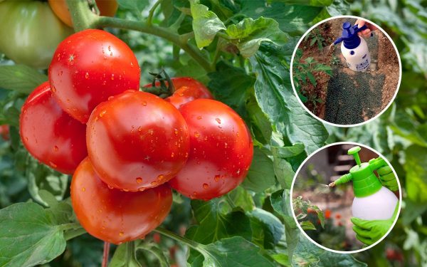 Защита томатов от вредителей и увеличения их урожая: средства для опрыскивания в июне, июле