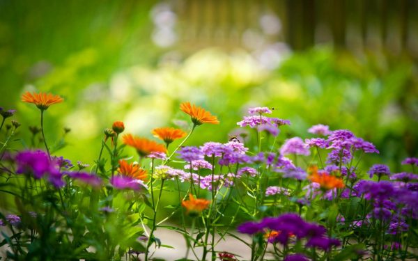 Создаем роскошную клумбу из многолетних растений. Как выбрать цветы для смешанной посадки в цветочной клумбе