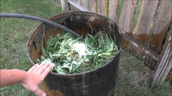 Как приготовить травяную закваску для подкормки растений? Правильный рецепт