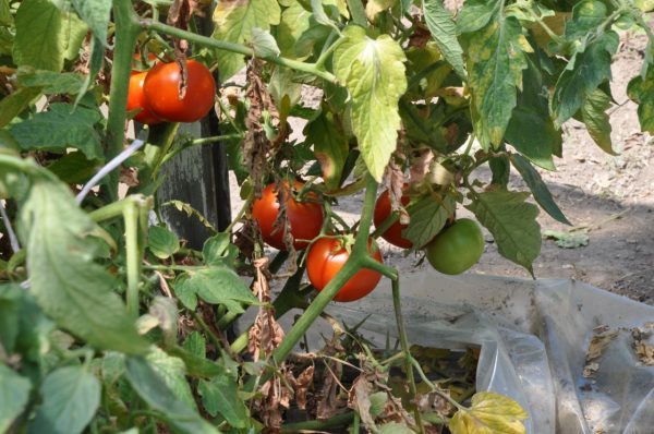 Защита томатов от вредителей и увеличения их урожая: средства для опрыскивания в июне, июле