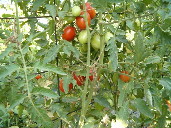 podvyazka-pomidorov-na-shpalere-foto-2014