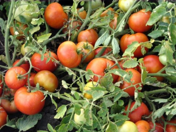 Детерминантные сорта томатов с описанием, характеристикой и особенностями выращивания