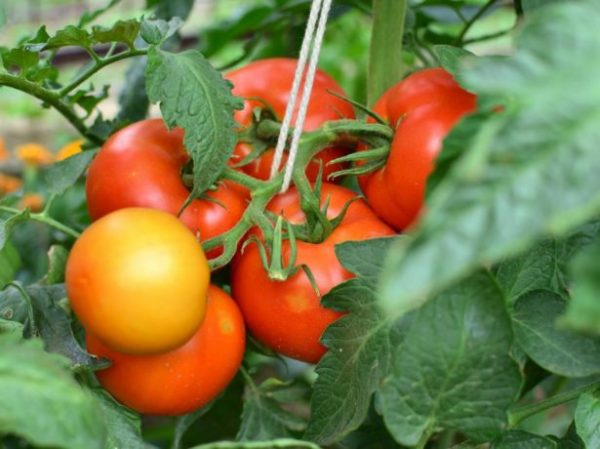 Детерминантные сорта томатов с описанием, характеристикой и особенностями выращивания