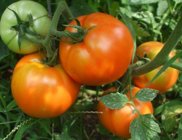 zdorovye-tomaty