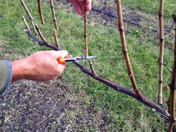 pruning vines 03