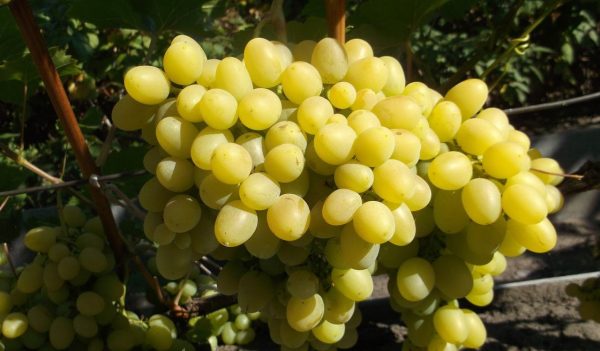 vinograd-nadezhda-aksajskaja