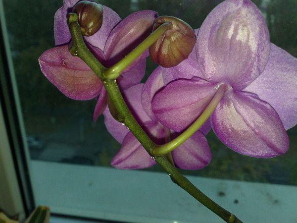 orhideya-lipkie-kapli 04