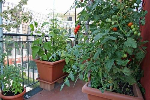 tomaty-na-balkone