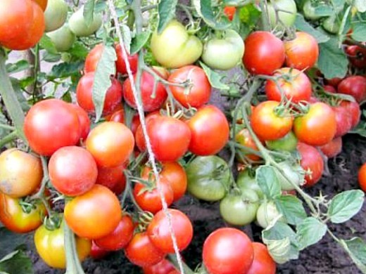 vyraschivanie-shtambovyh-tomatov-sorta-dlya-otkrytogo-grunta-2