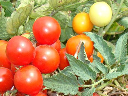 vyraschivanie-shtambovyh-tomatov-sorta-dlya-otkrytogo-grunta-3