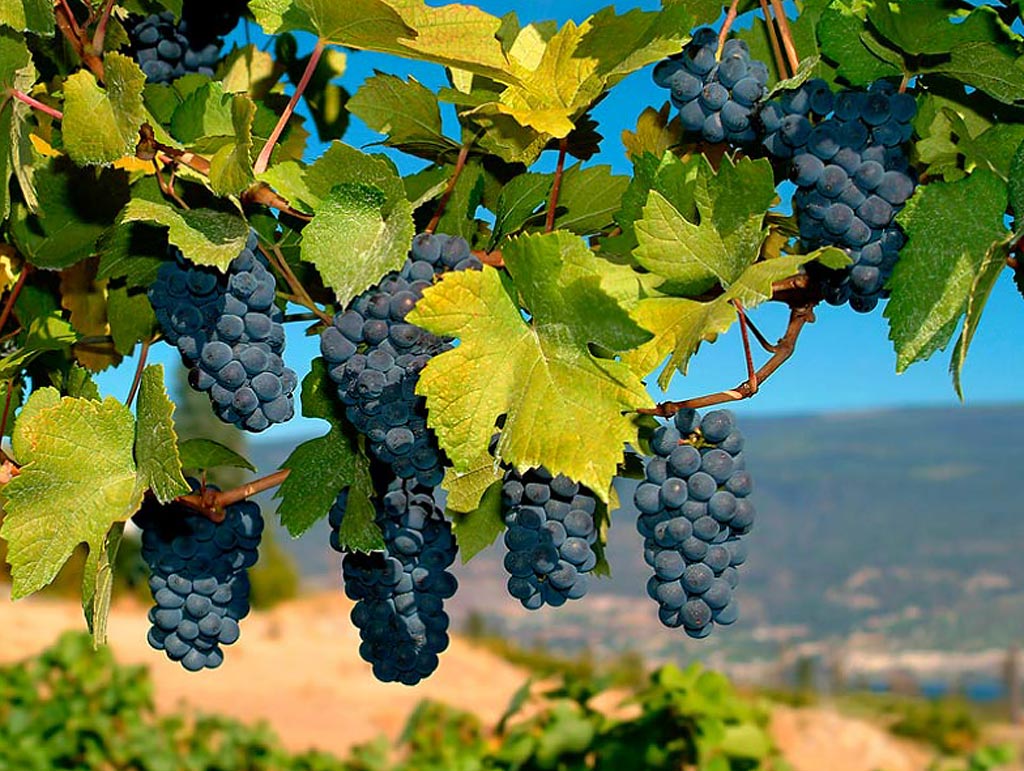 Картинки по запросу "Уход за виноградом весной: советы и рекомендации для любителей"