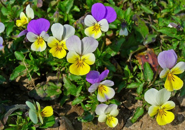 Viola tricolor 001