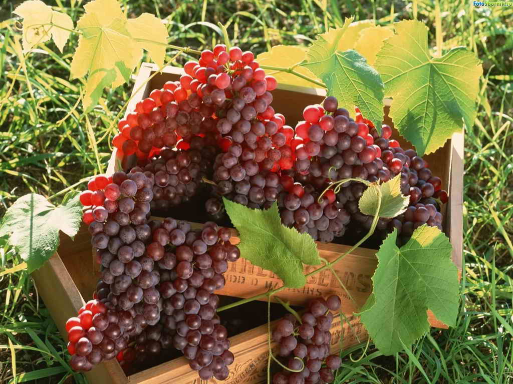 Как посадить саженцы винограда весной | Дача - впрок