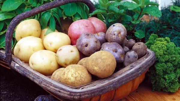 Лучшие высокоурожайные сорта картофеля: посадка и уход